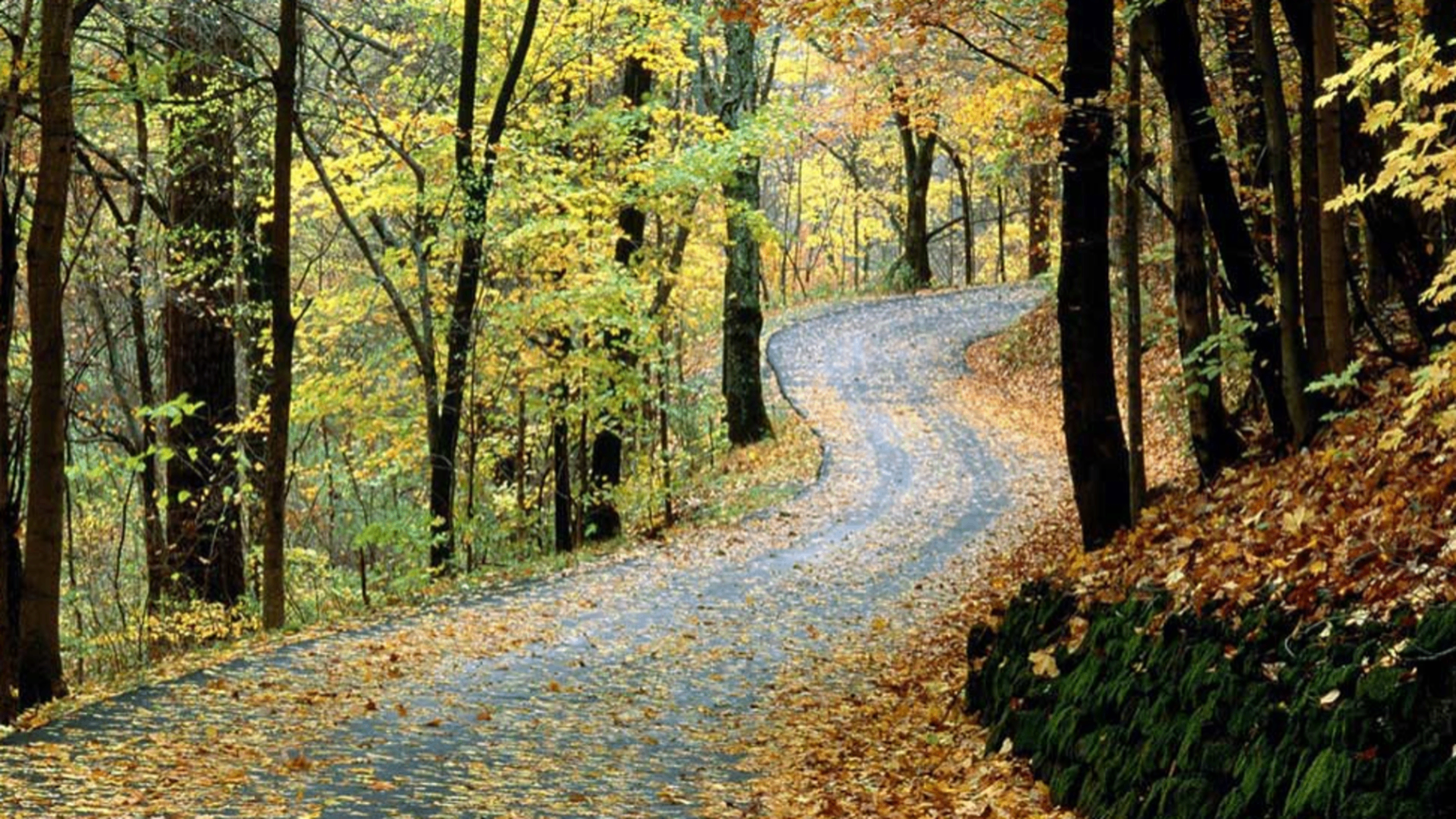 Sendero entre árboles con hojas otoñales — metáfora del camino HÁBITU